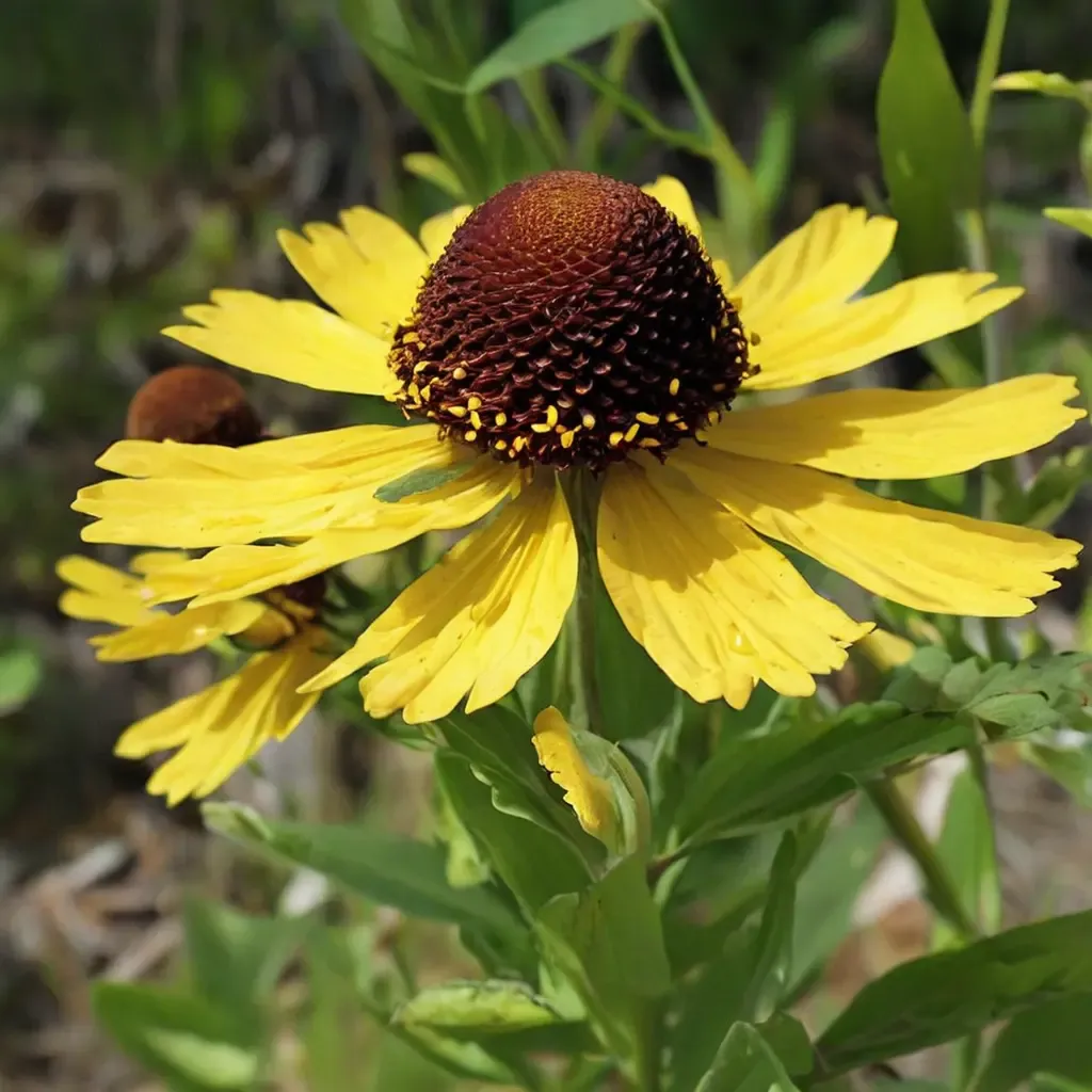 Purple-headed Sneezeweed