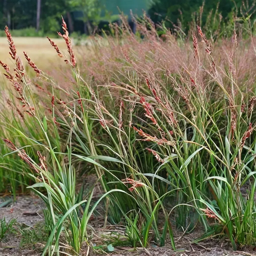 Switchgrass