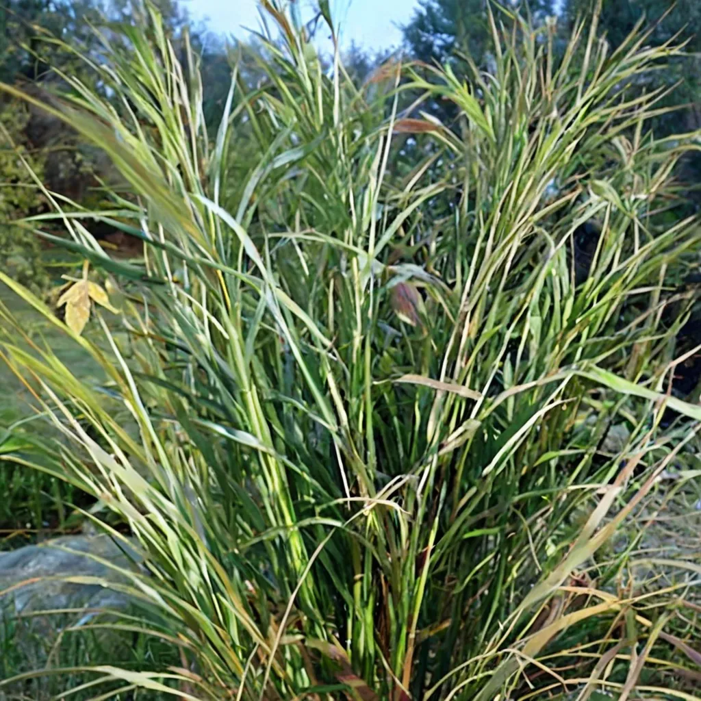 Kirk Alexander Japanese Silver Grass