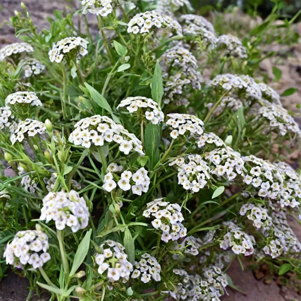 Sweet Alyssum