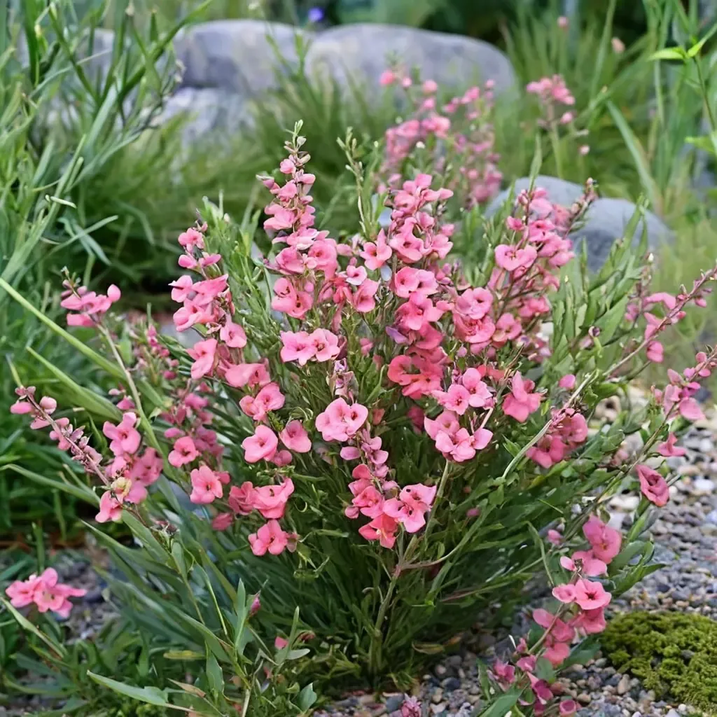 Coral Canyon Twinspur