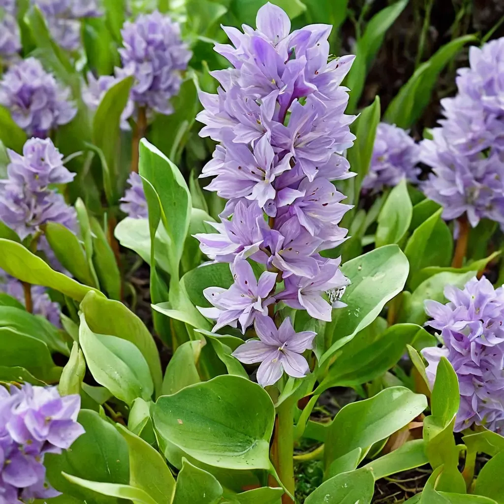 Water Hyacinth