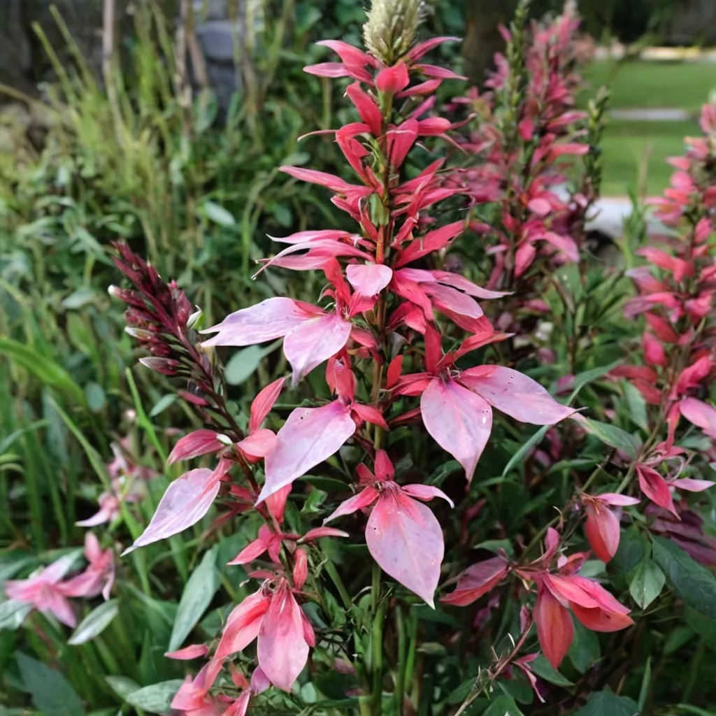 Cardinal Flower Pink Flamingo