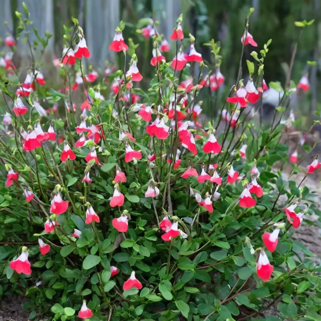 Hot Lips Sage