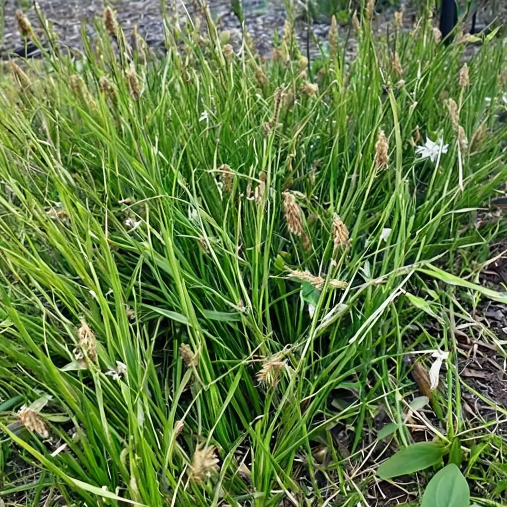 Wood's Sedge