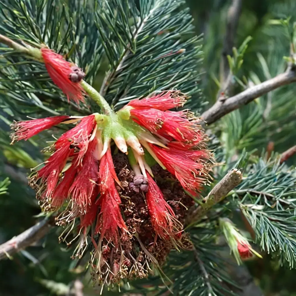One-sided Bottlebrush