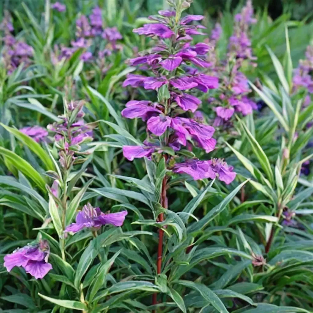 Midnight Penstemon