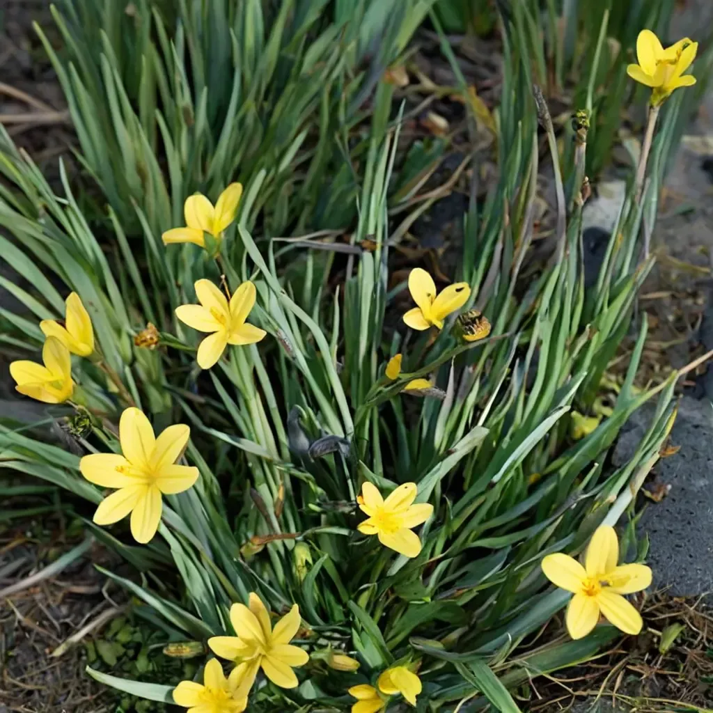 Golden-eyed Grass