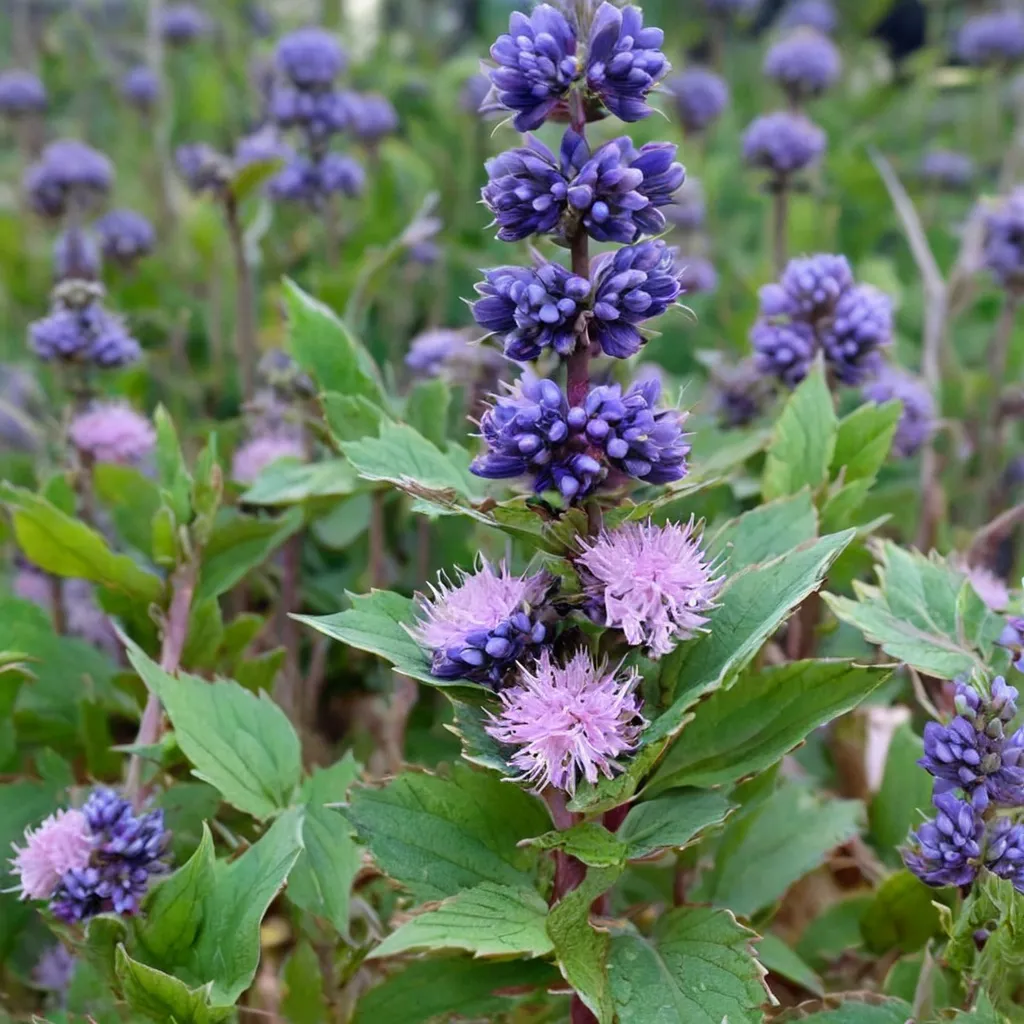 Common Bluebeard