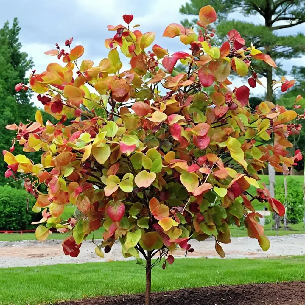 Flame Thrower Redbud
