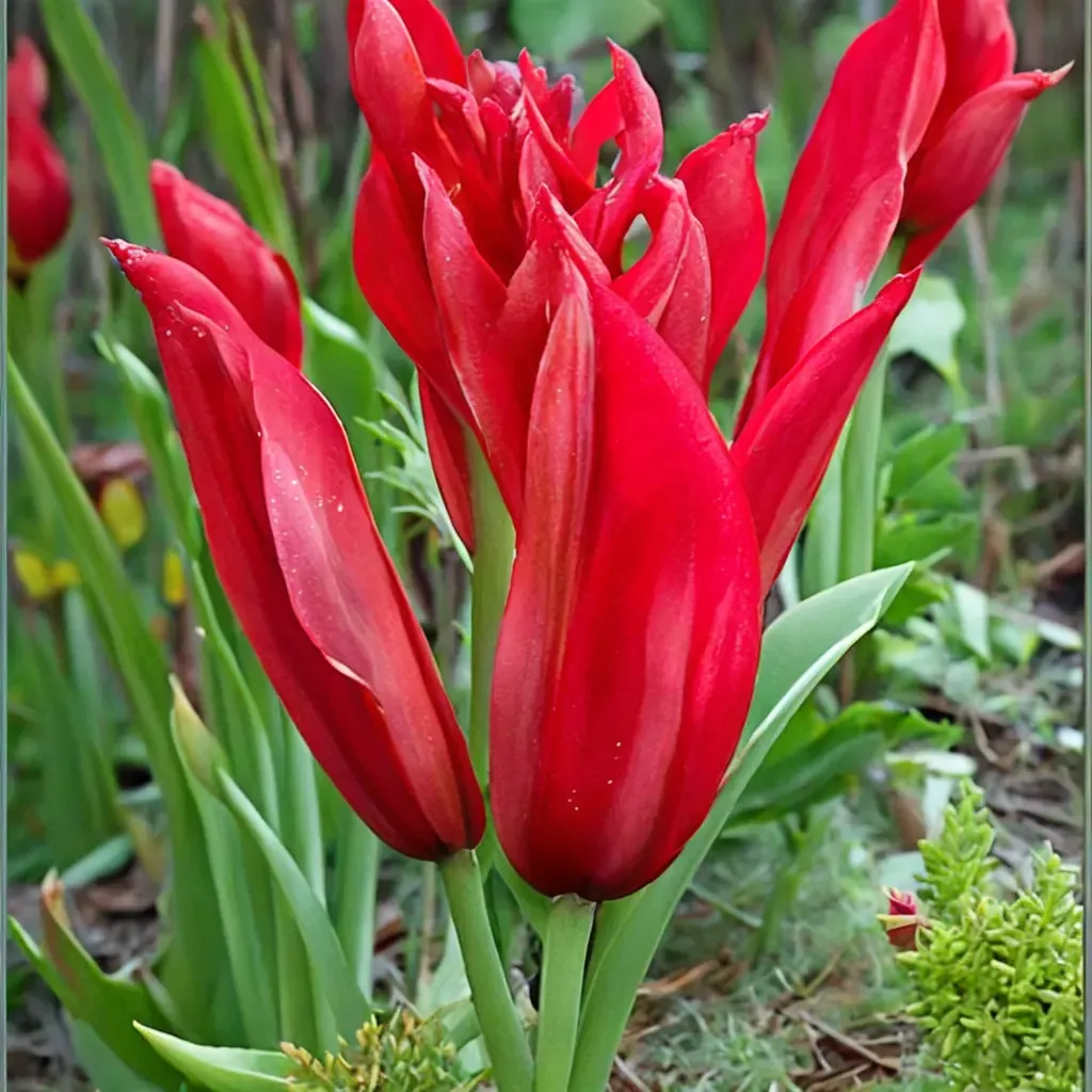 Red Shine Tulip