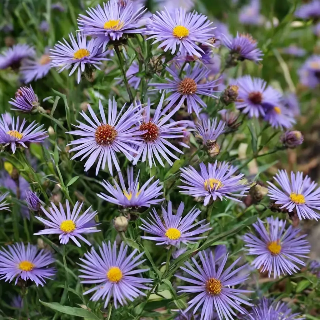 Treasure New England Aster