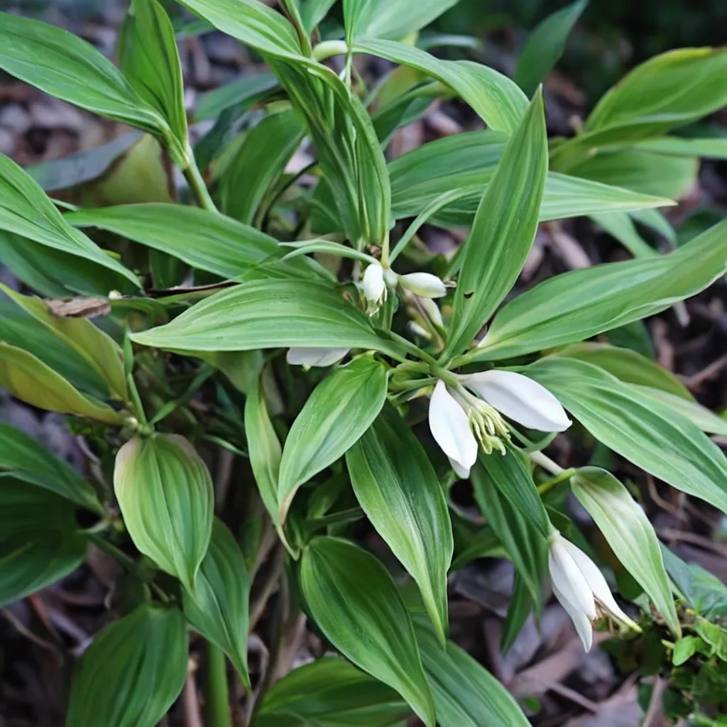 Disporopsis pernyi Xiao Chengdu