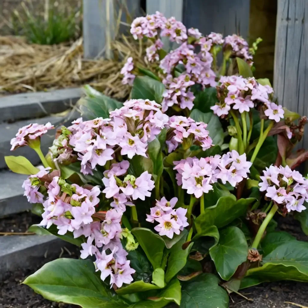 Fairytale Romance Heartleaf Bergenia
