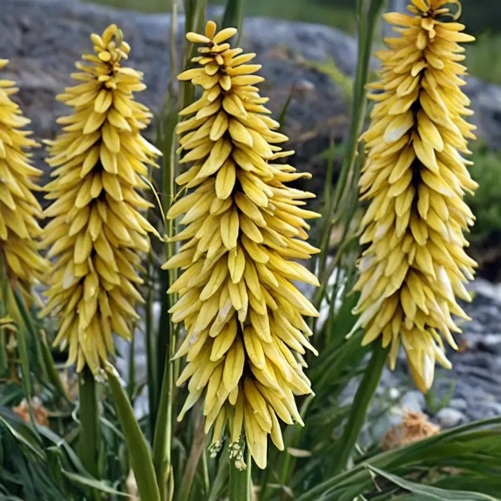Gold Rush Red Hot Poker