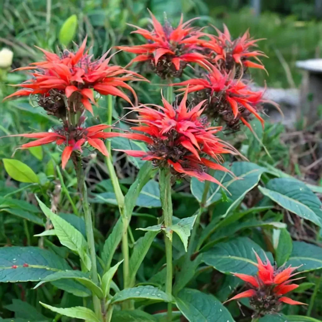 Squaw Bee Balm