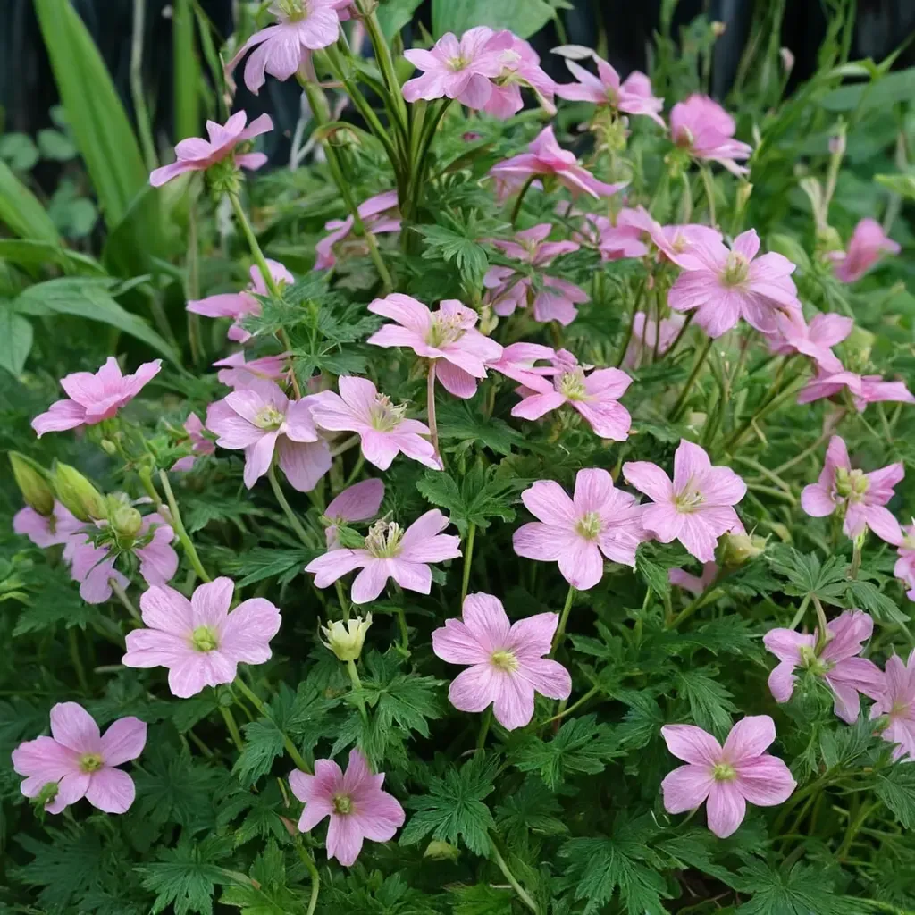 Cranesbill 'Wargrave Pink'