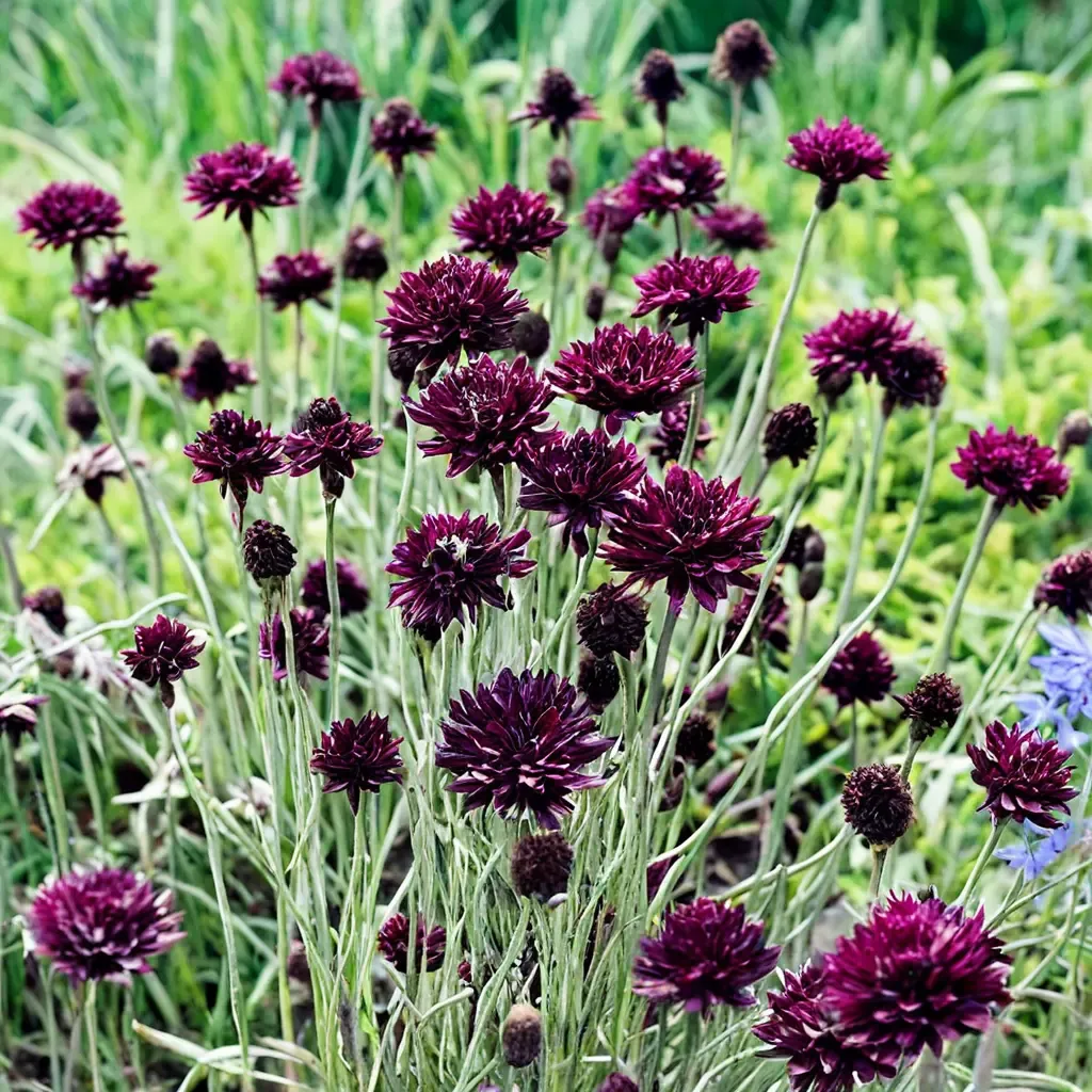 Black Gem Cornflower