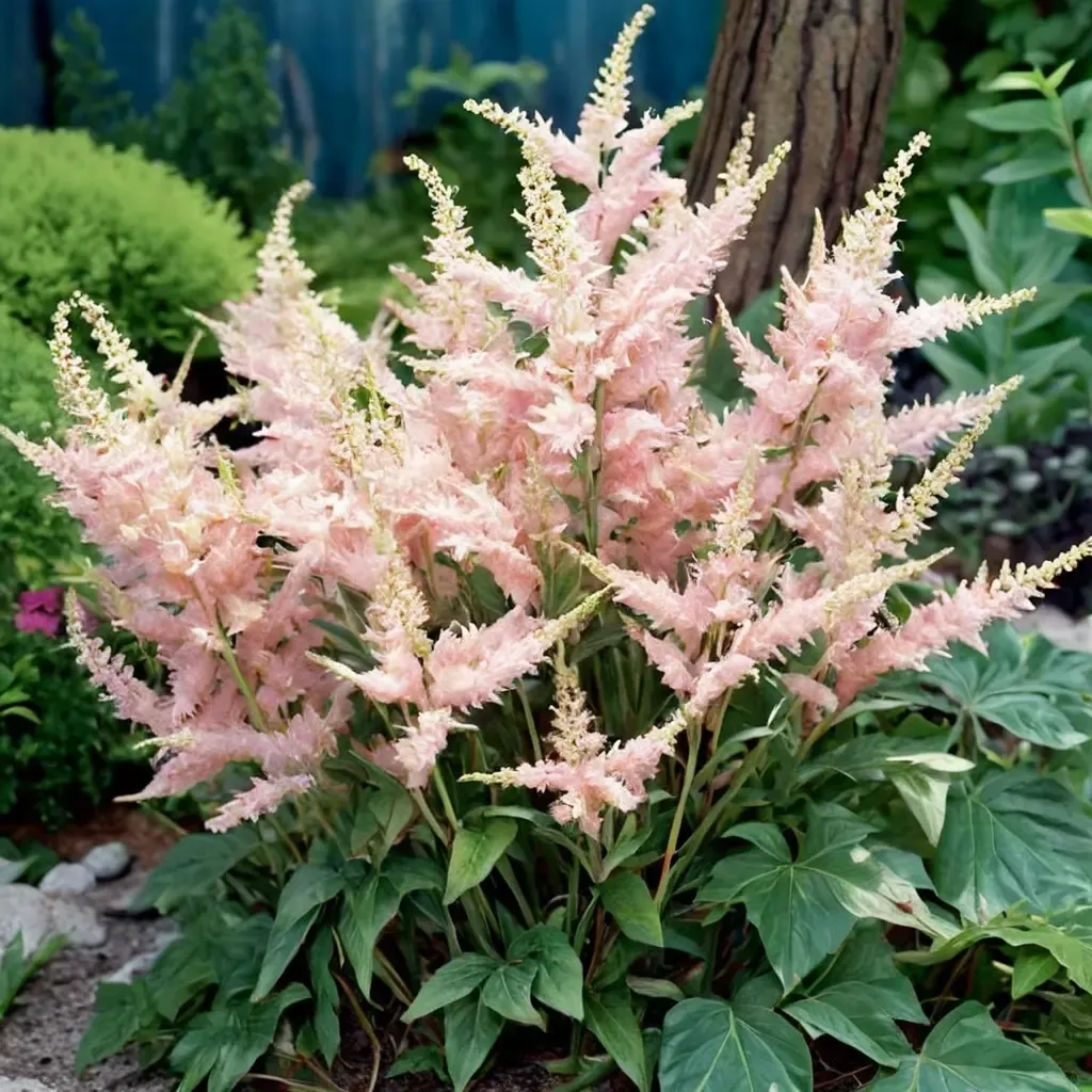 Peach Blossom Astilbe