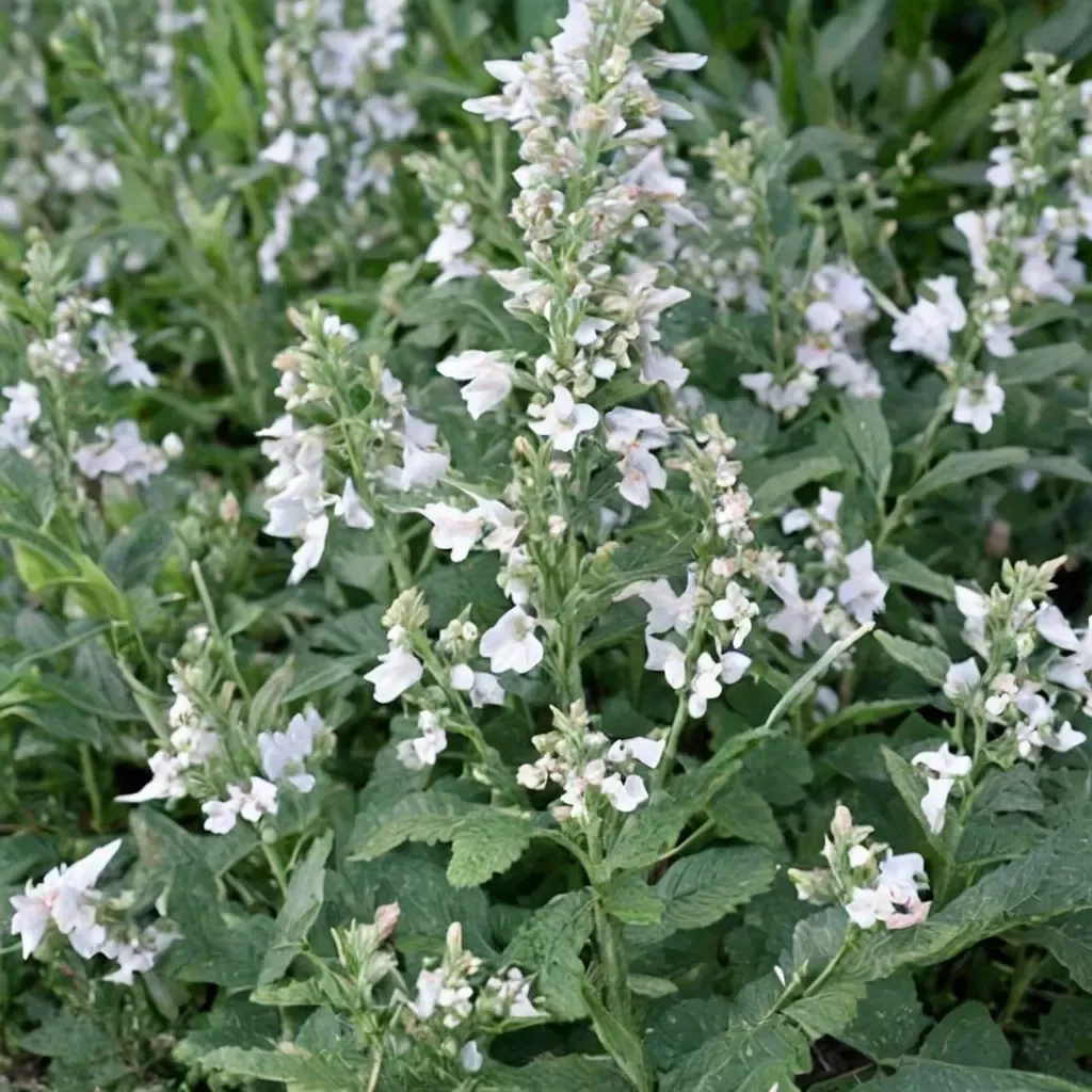 Snowflake Catmint