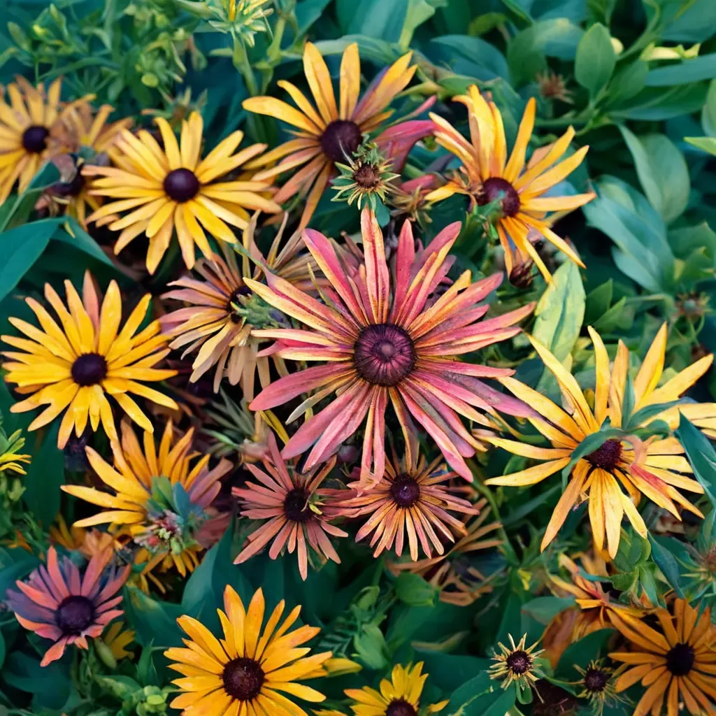 Chim Chiminee Black-eyed Susan