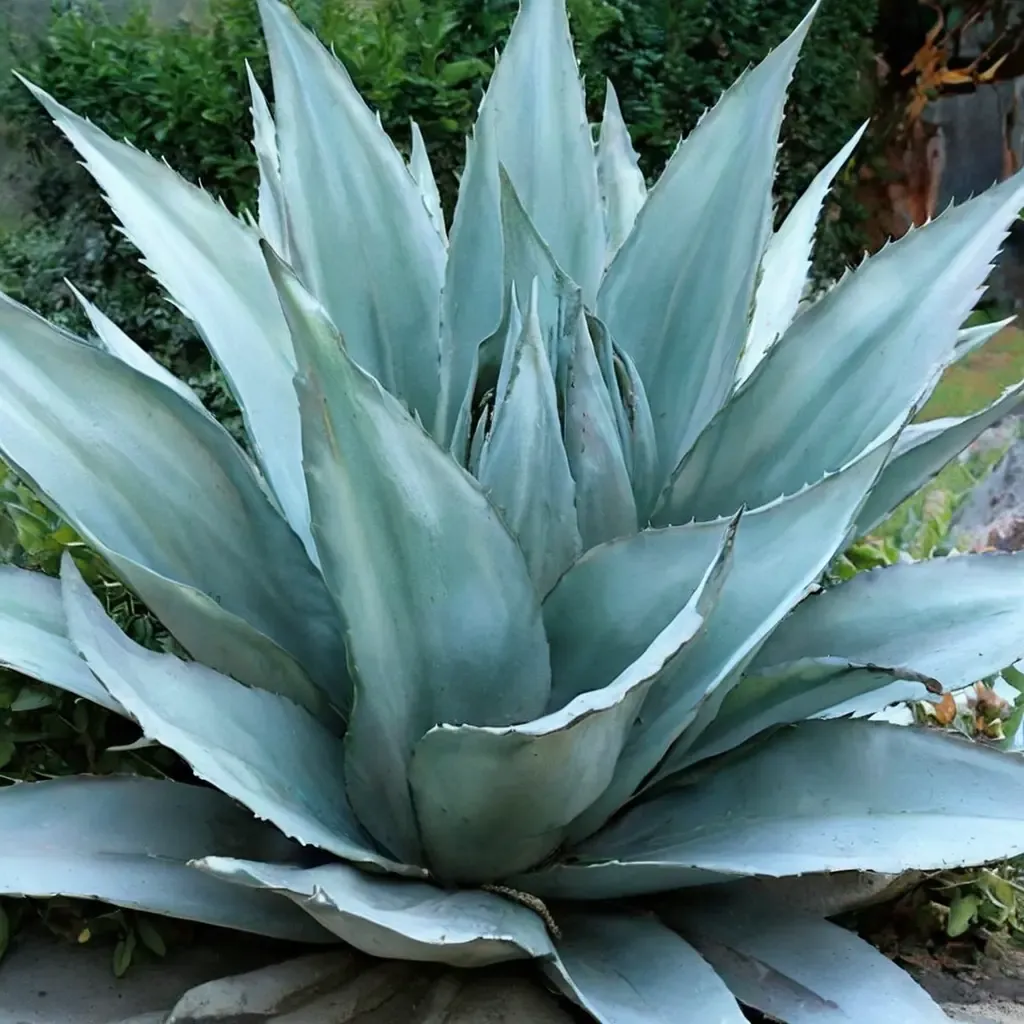 Vanzie Whale's Tongue Agave