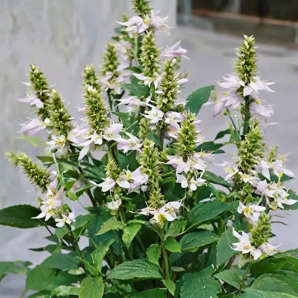 White Anise Hyssop