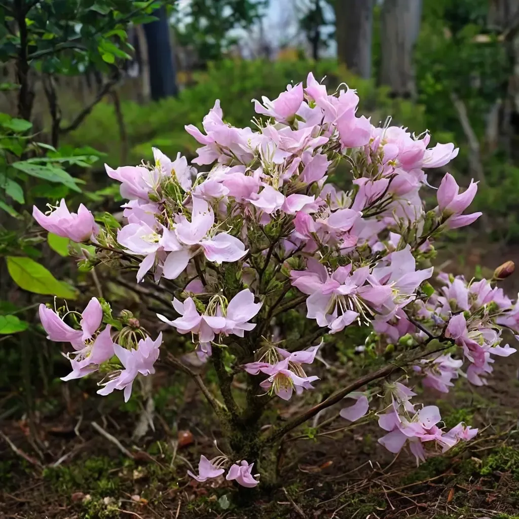 Royal Azalea