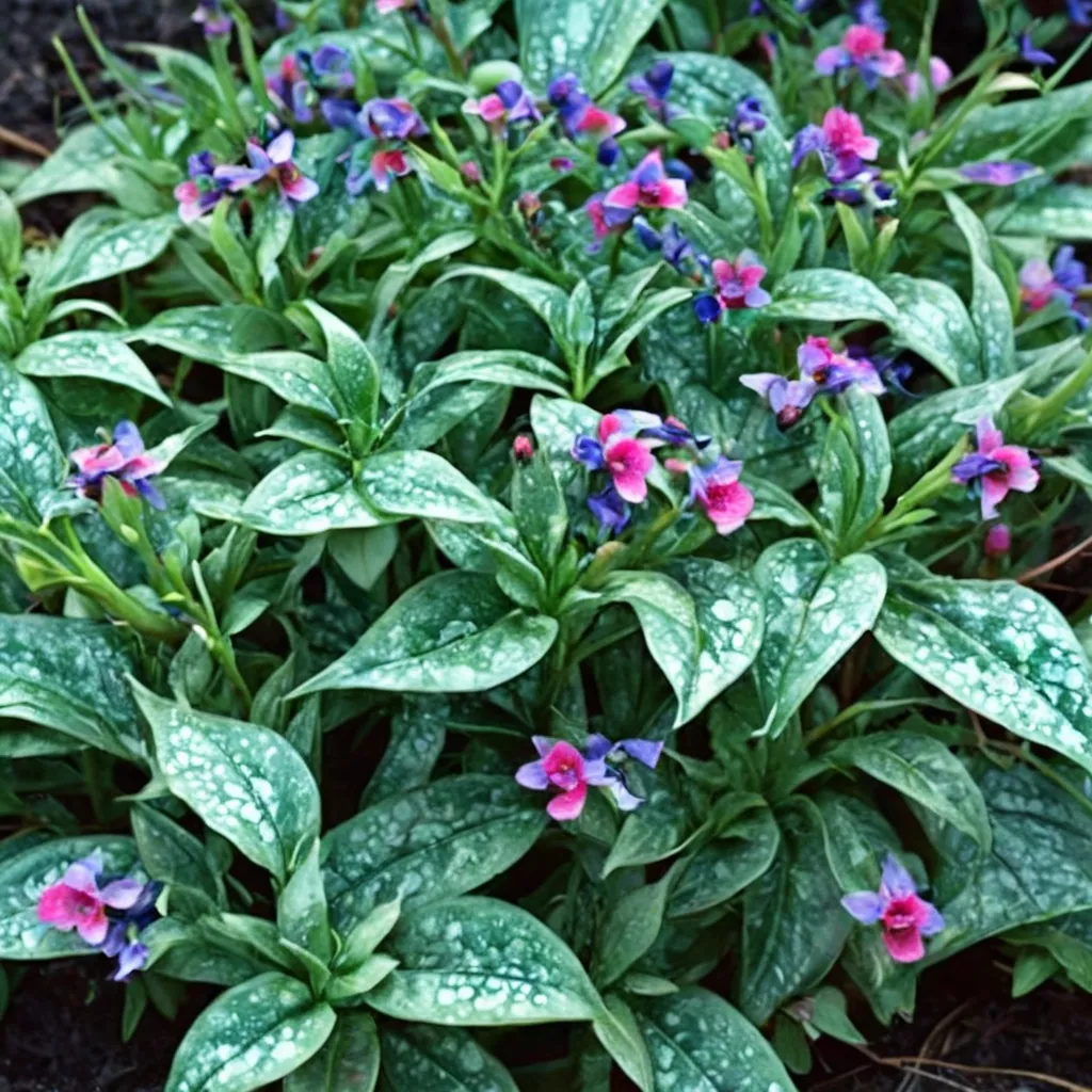 Lungwort British Sterling