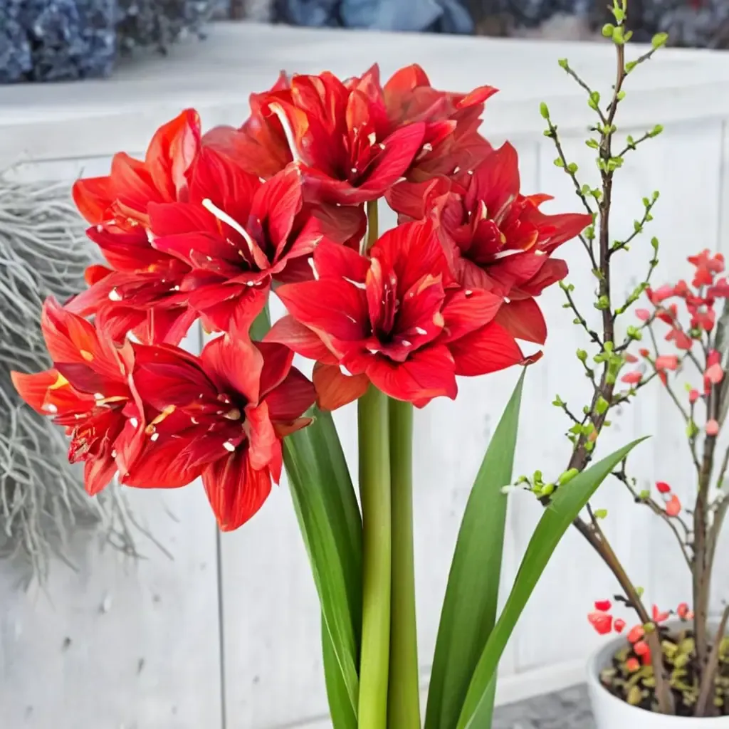Amaryllis Red Glory