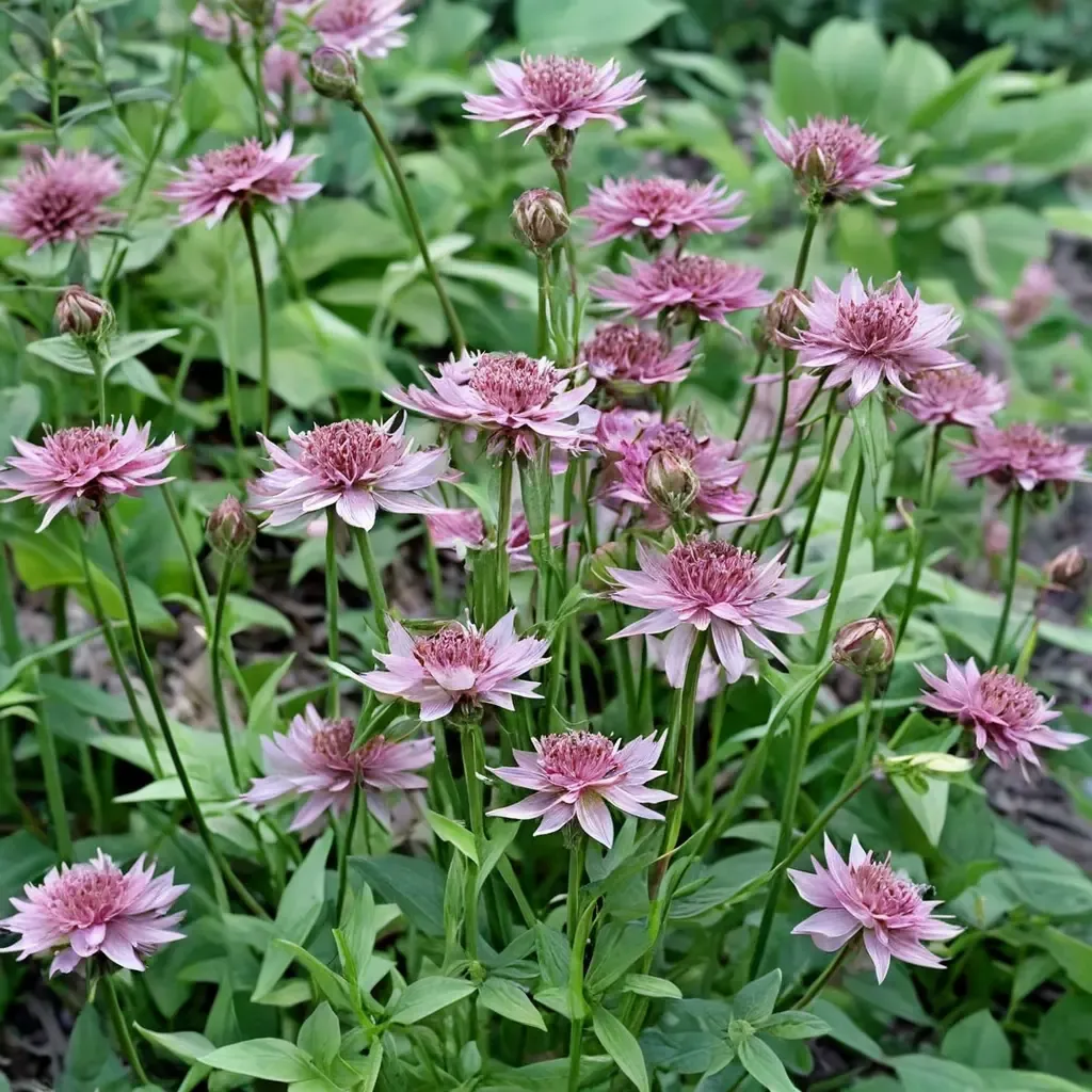 Masterwort 'Roma'
