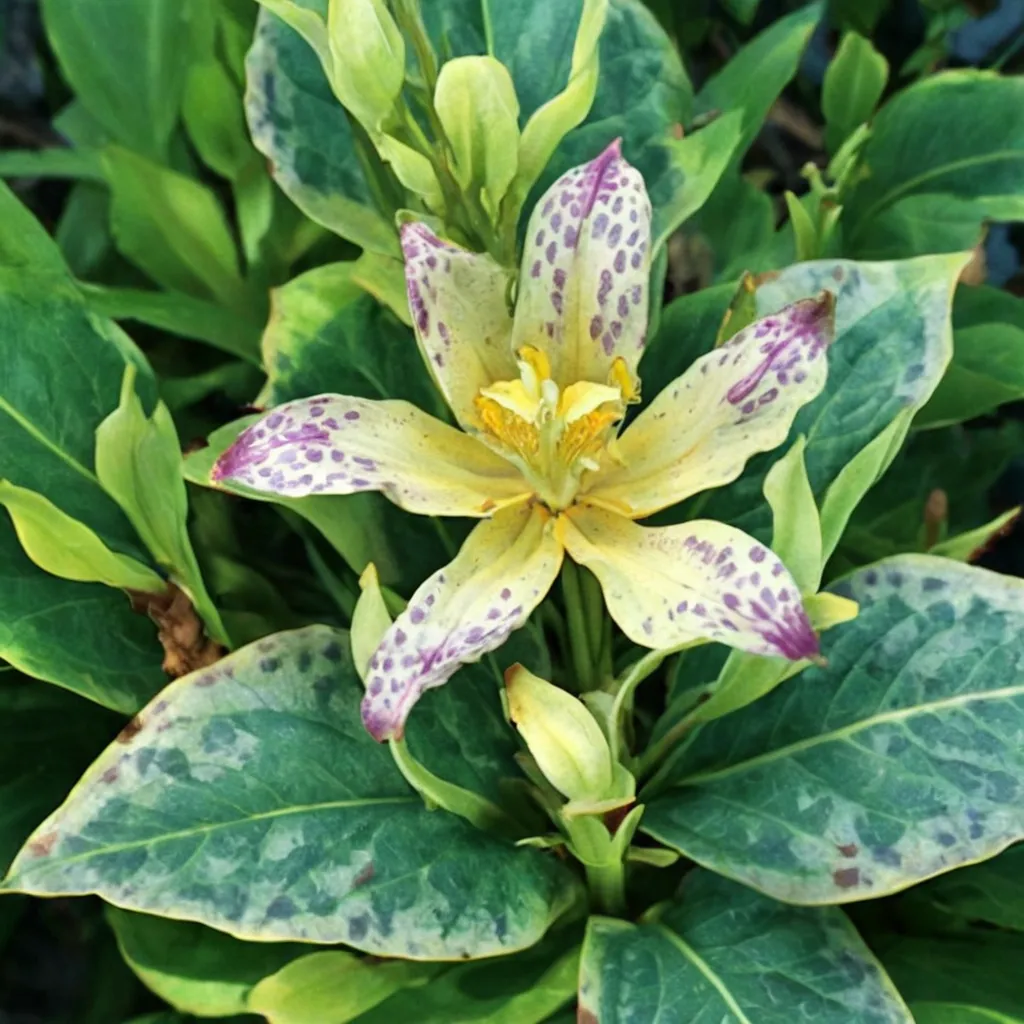 Hybrid Toad Lily Moonlight Treasure