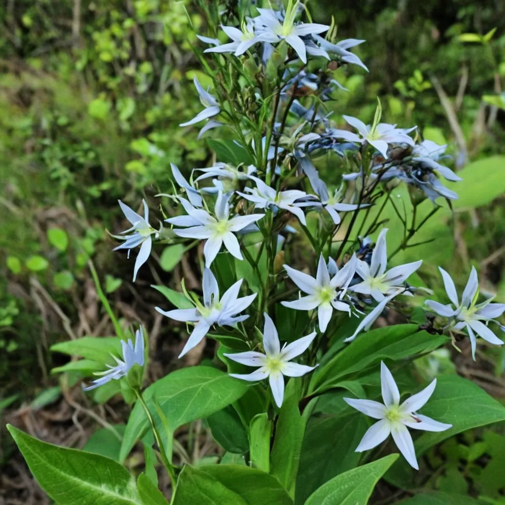 Louisiana Bluestar