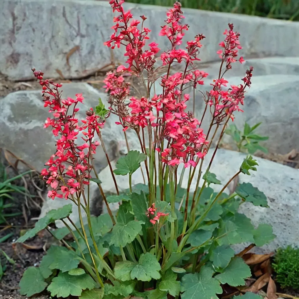 Coral Bells