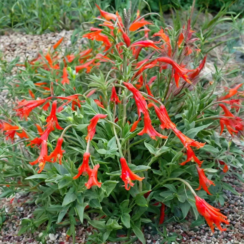 California Fuchsia