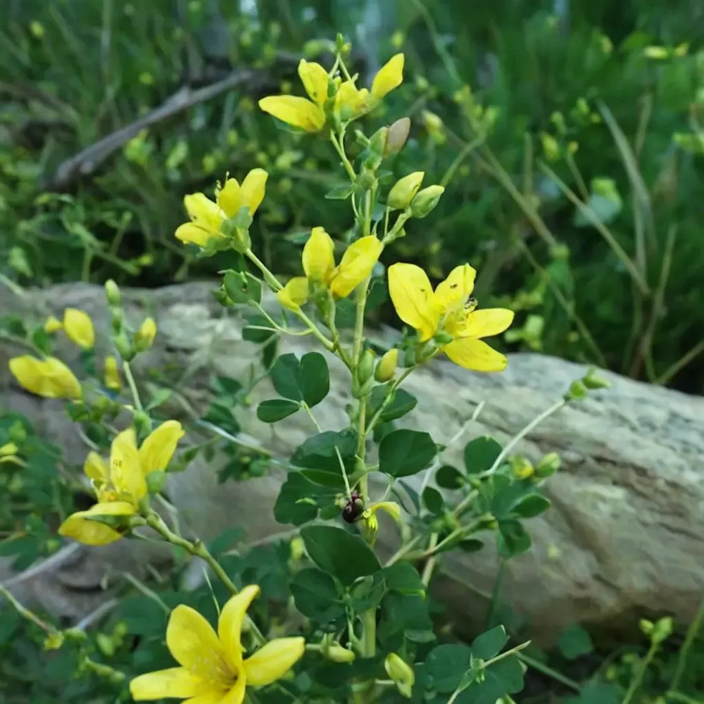 Wild Indigo