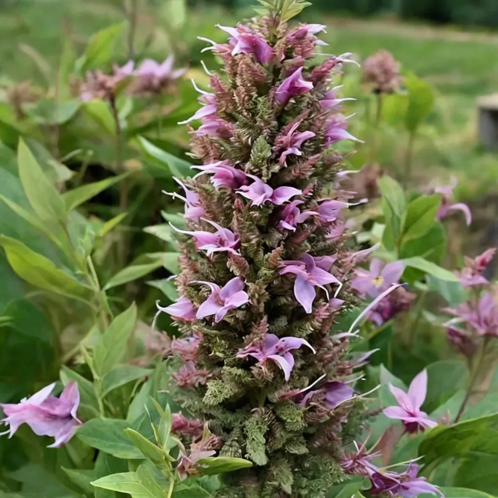Anise Hyssop