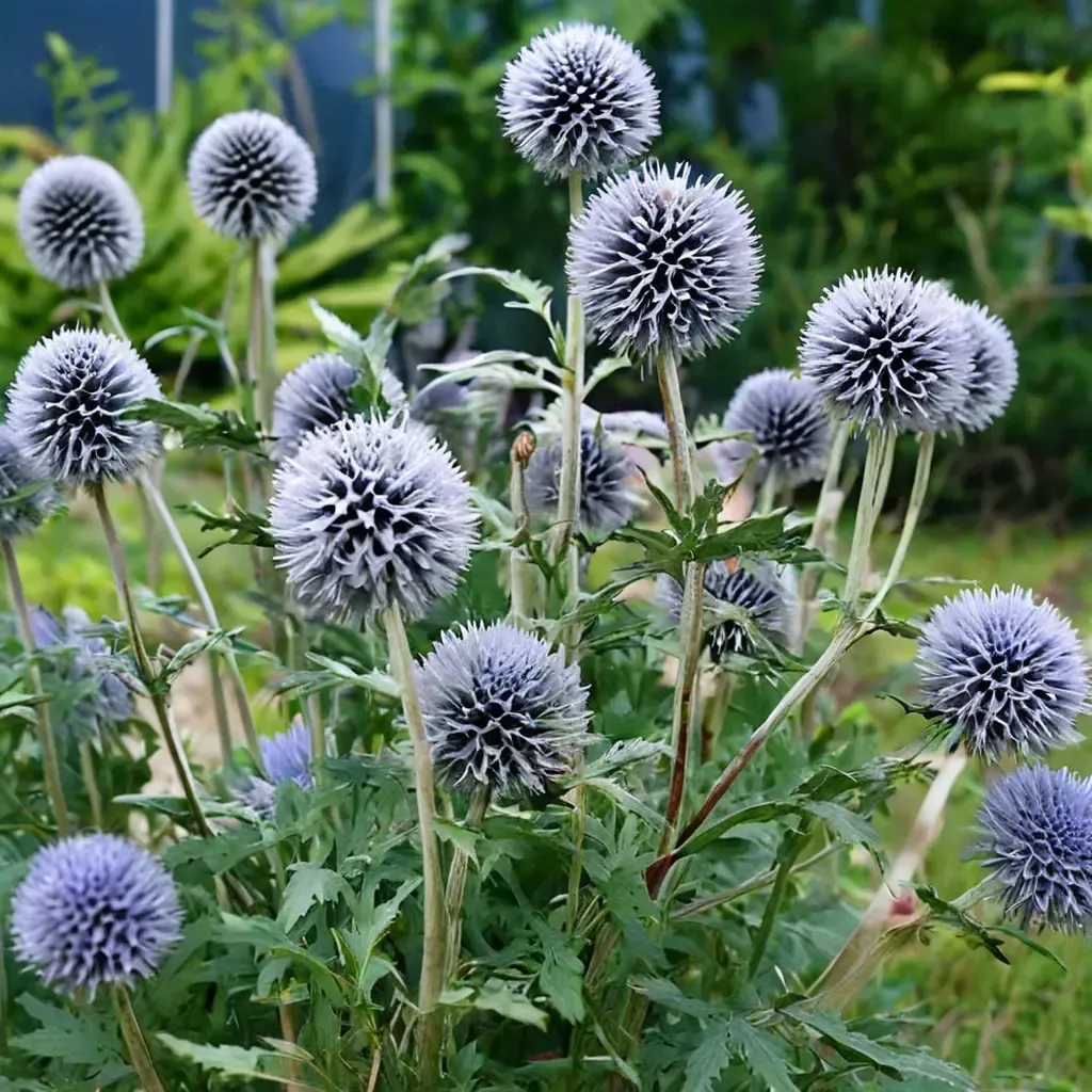 Globe Thistle