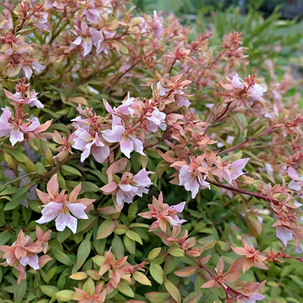 Glossy Abelia 'Poco Loco'