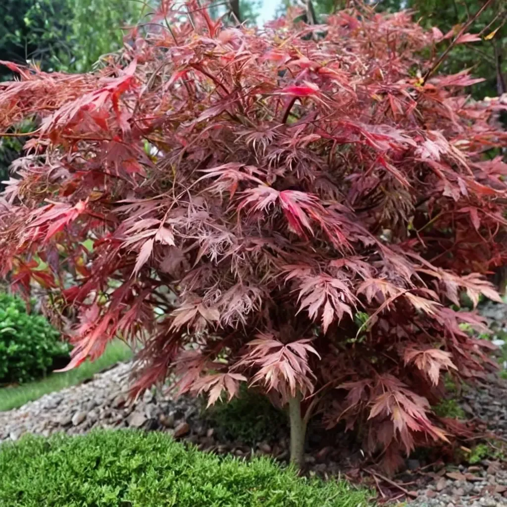 Purple Cutleaf Japanese Maple