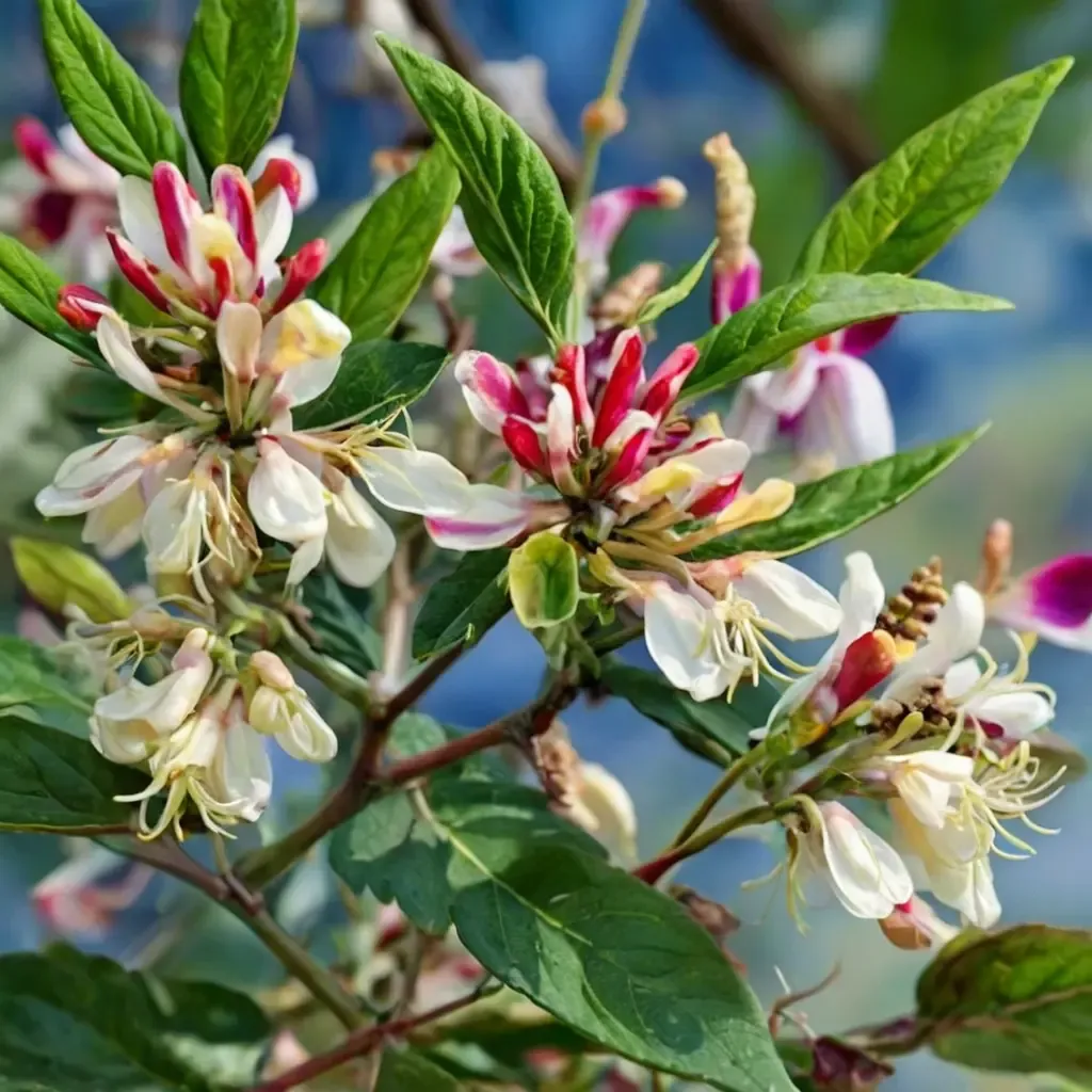 Winter Honeysuckle