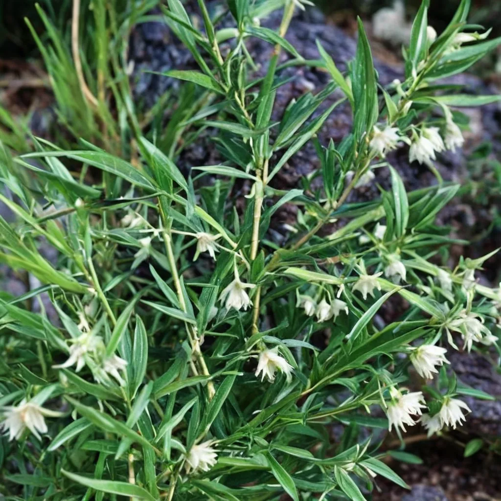 Climbing Asparagus