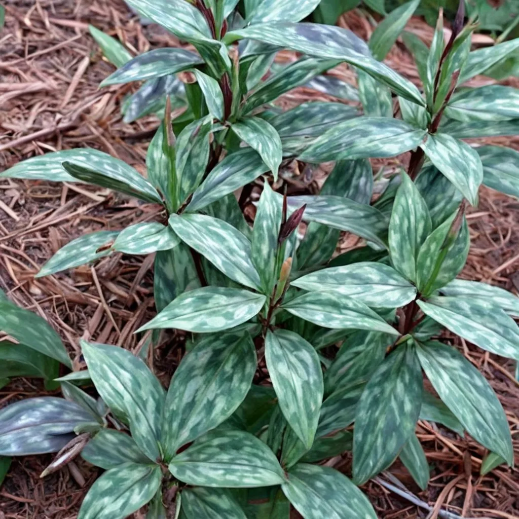 Trillium lancifolium Shotgun Wedding