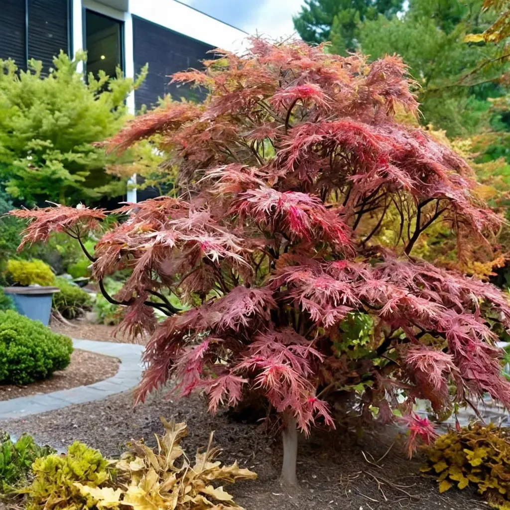 Weeping Japanese Maple