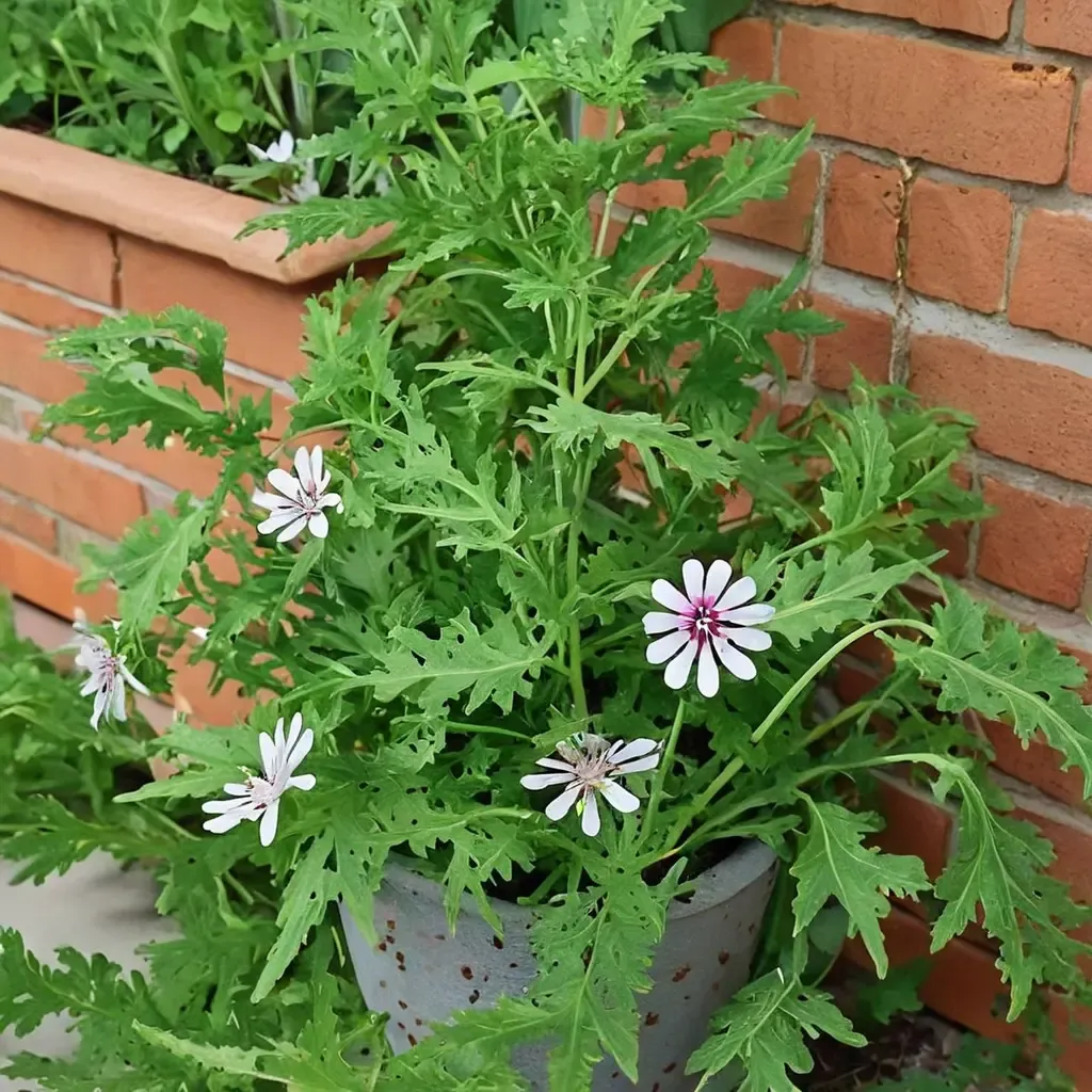 Citronella Plant