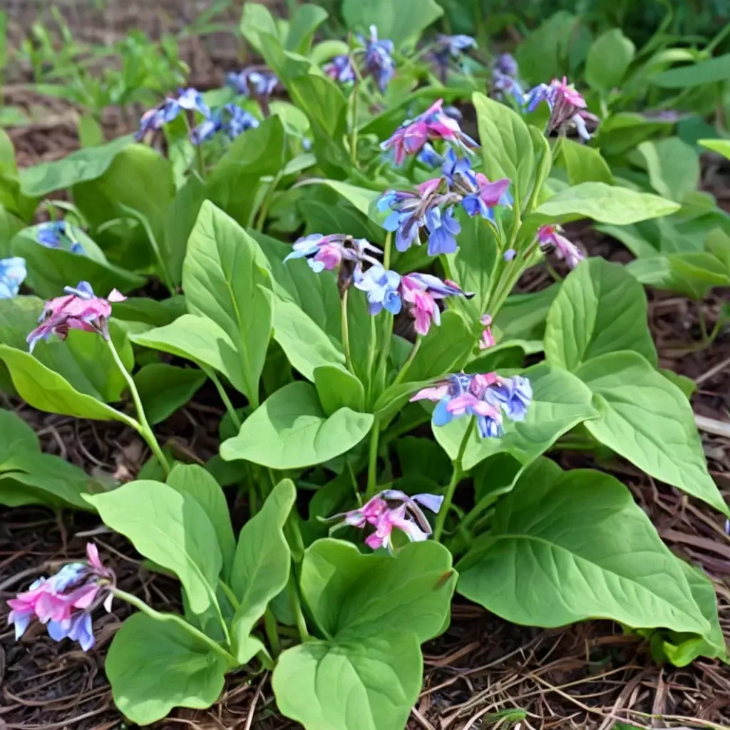 Virginia Bluebell