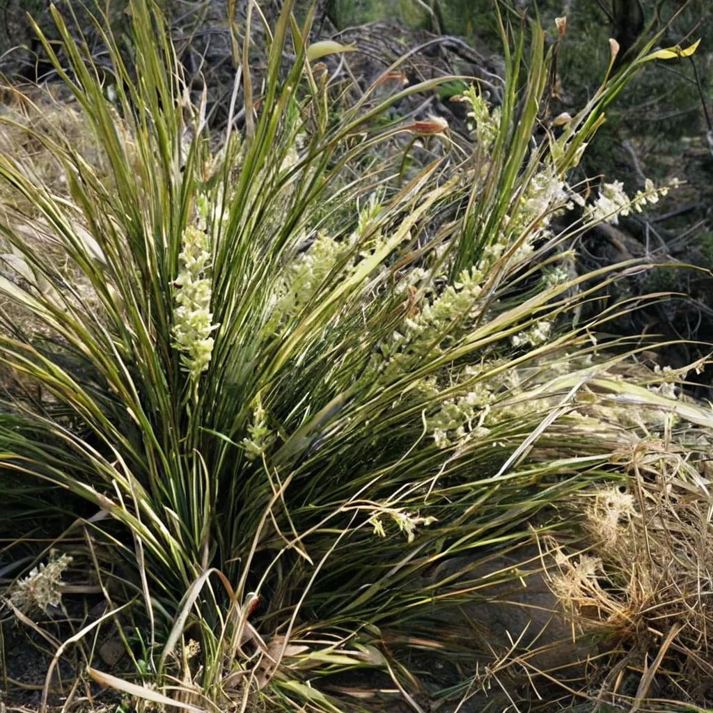 Foothill Beargrass