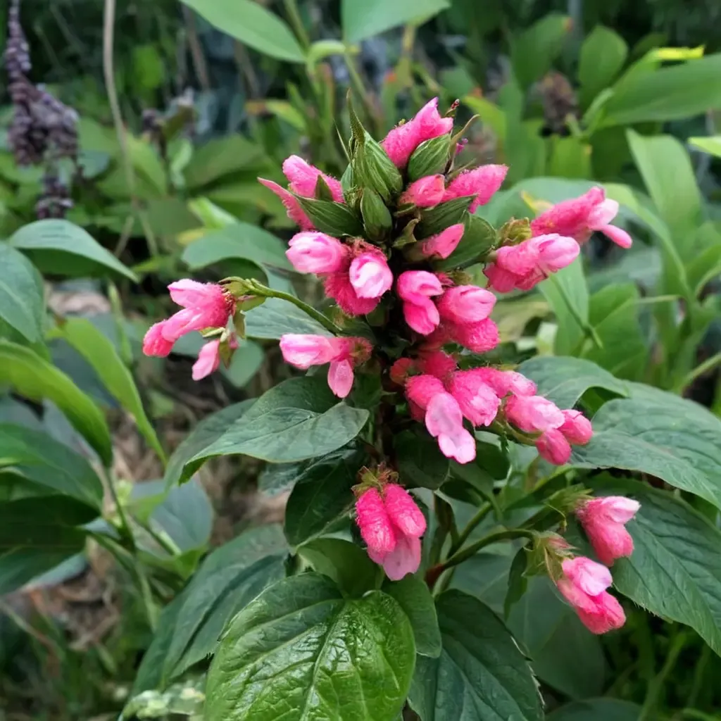 Bolivian Sage
