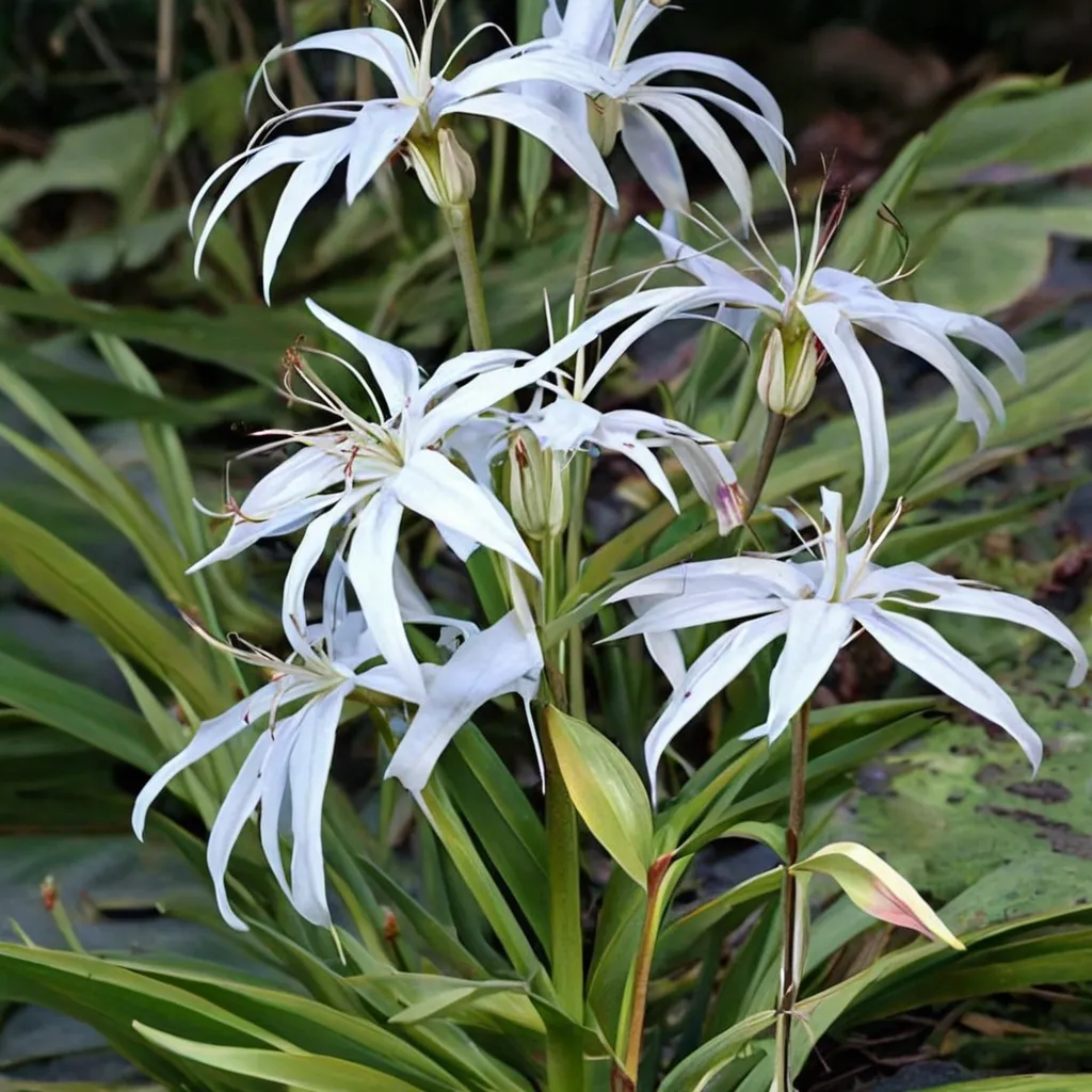 St. Marks Swamp Lily