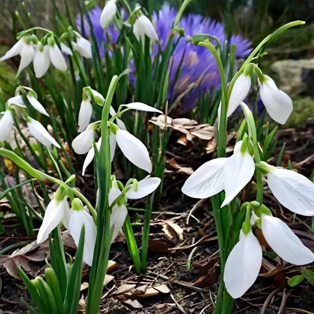 Atkins' Snowdrop